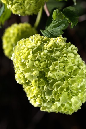 Green Snowball Flowers